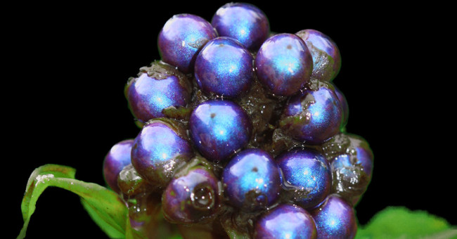 The brightest forest fruit on the planet