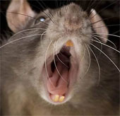 The British people panicked because the giant mouse raged