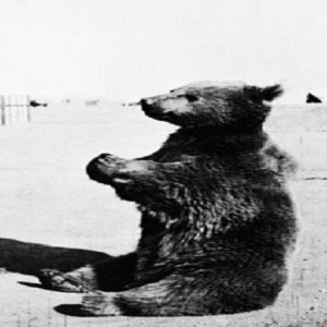 The Brown Bear corporal is famous in the Polish army