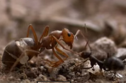 The brutal invasion of honey ant colonies