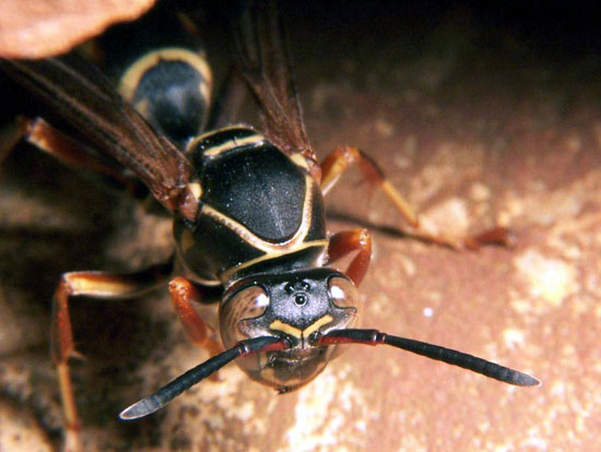 The bumblebees do not accept deceit