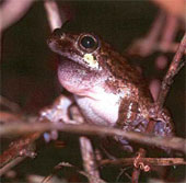 The call for a mate in frogs