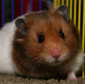The captive animals are also depressed