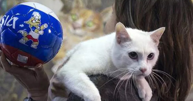 The cat at the Winter Palace inherits Paul's octopus
