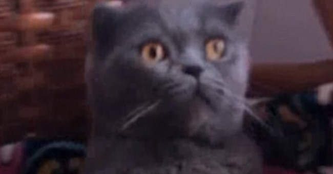 The cat collapsed into the chair when he smelled durian