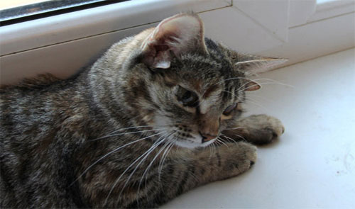 The cat has up to 5 ears