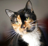 The cat strayed over 300km to go home