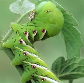 The caterpillar knows how to release the smoke to protect himself