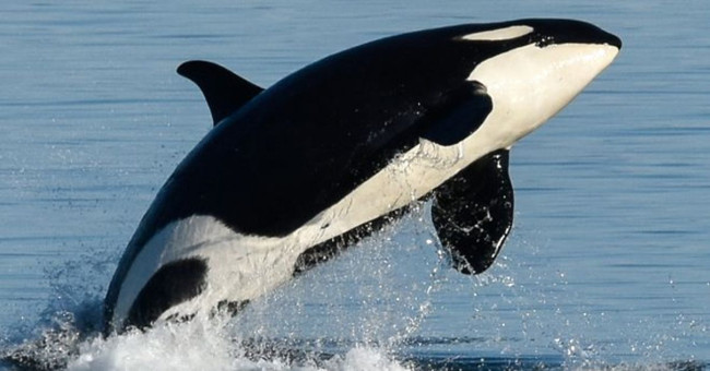 The cause of concern caused death killer whales washed ashore