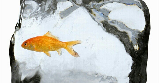 The cause of frozen water does not kill goldfish