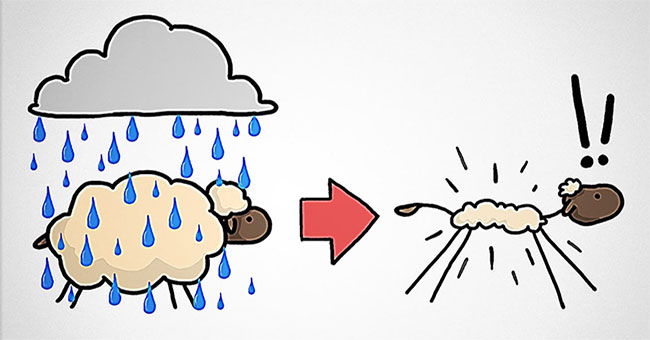 The cause of the wool is not falling when it rains