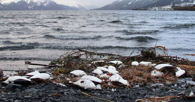 The cause of thousands of unusually dead birds along Alaska's beaches