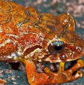 The cause took the name of Hollywood star cult to put ... frog