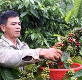 The Central Highlands breeds new coffee varieties for sustainable development