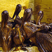 The century oil spill still has consequences