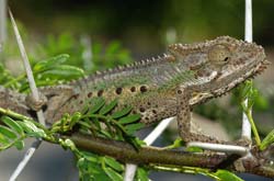 The chameleon changes color according to the environment