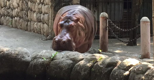 'The champion' lives the longest herbivore dies