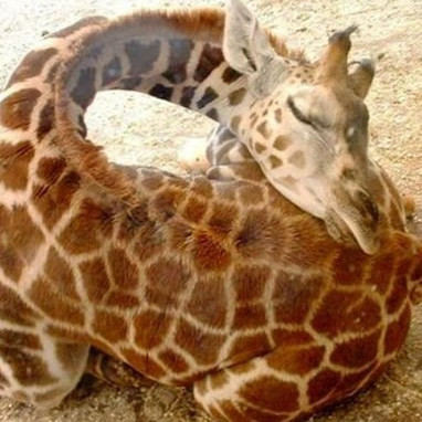 The champions sleep in the animal world