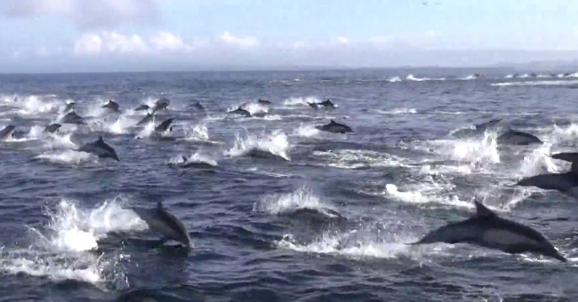 The chaotic dolphin fled when the killer whale ambushed