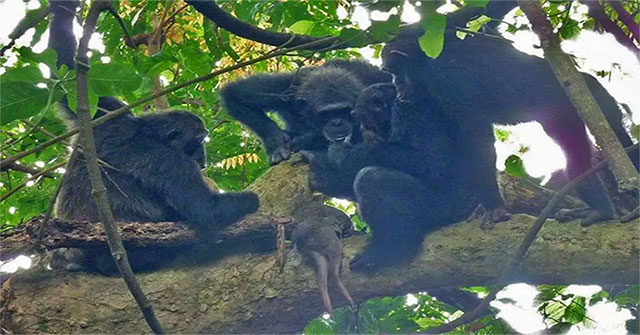 The chimpanzees join forces to chase apricot newspapers to occupy the antelope