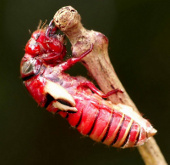 The cicadas are red and red,