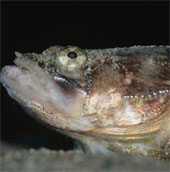 The city loses sleep because of fish calling for mates