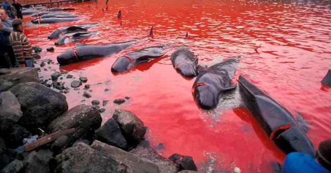 The coast was dyed red in blood after the massacre of the whale-whining that enraged Europe