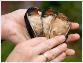 The coat makes up the bravery of male swallows