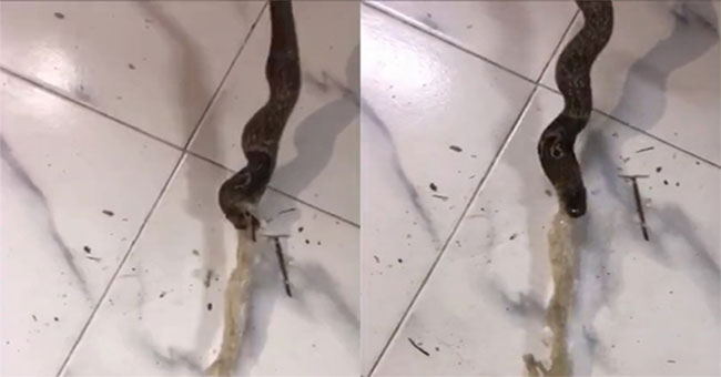 The cobra has its gong to vomit plastic bags