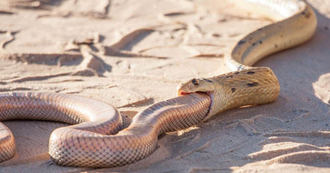 The cobra of the hungry prey swallowed the same kind