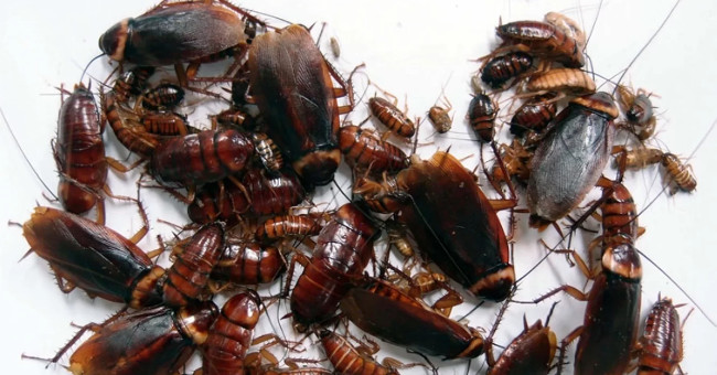 The cockroach is an extremely scary ability that we only know until now