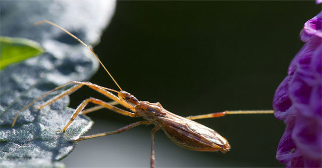 The cold warning specialist of 'bug kissing' infects 300,000 people