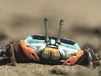 The color of the shell changes color to the body