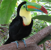 The colorful beak of Toucan bird