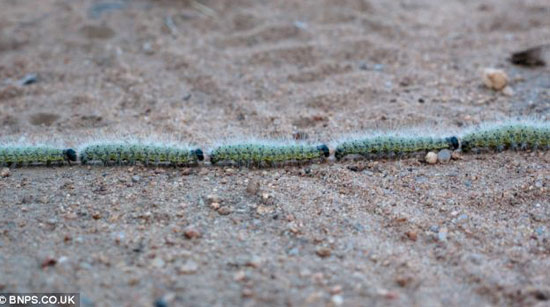 The company 's deep army straightened its way across the road