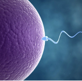 The concentration of French men sperm is severely reduced