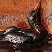 The consequences of marine pollution due to oil spill