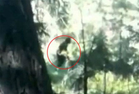 The controversial giant of the jungle on YouTube