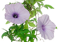 The convolvulus leaves medicine