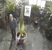 The corpse of the corpse is about to bloom