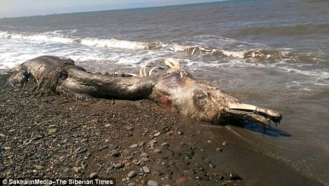 The corpses of giant creatures drifting on the Russian coast