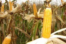The cost of producing advanced biofuels is equivalent to ethanol extracted from grain.