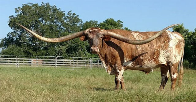 The cow set a record with the longest horns in the world