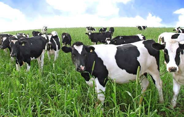 The cow suddenly died of poisonous grass