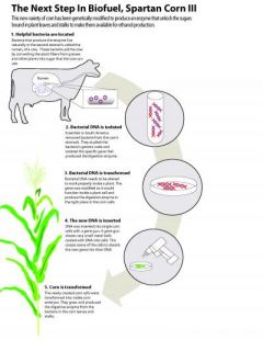 The cow's stomach holds the secret to turning corn into biofuel