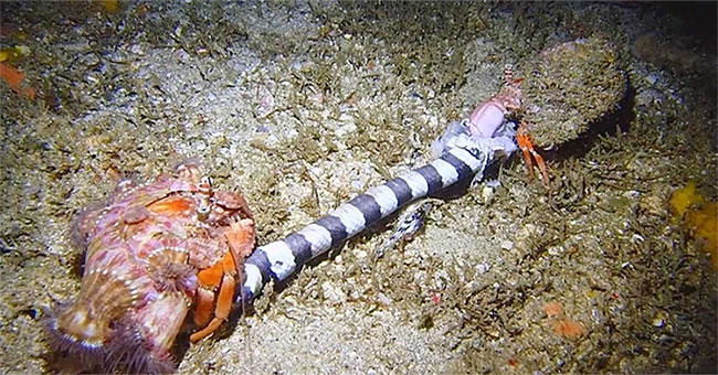 The crabs struggle with the scorpion beneath the seabed