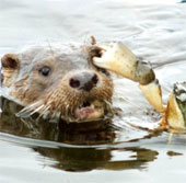 The crabs 'terrible' use the otter's eye to attack
