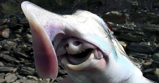The creature in the picture 'Alien monster' at the bottom of the sea is not a fantasy