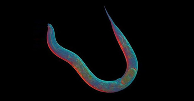 The creature of 18 million years does not know what sex is and now science understands why