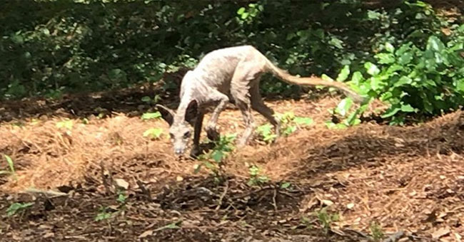 The creature suspected of sucking blood causes a stir in America